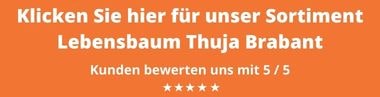 Lebensbaum Thuja Brabant kaufen | Gardline